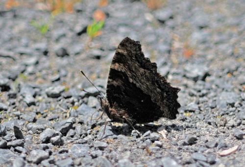 Réf. 245 555 : Nymphalis polychloros